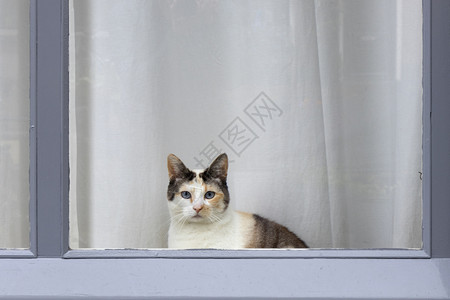 蓝眼睛的卡利科猫坐在窗台上看着摄像机图片