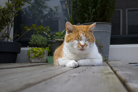 睡在木制花园桌上的睡着红猫和白图片