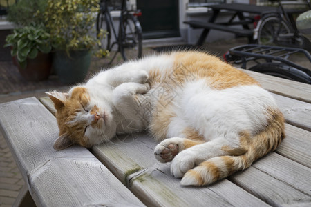 睡在木制花园桌上的睡着红猫和白图片