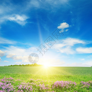 绿春小麦田和蓝天空的景象图片