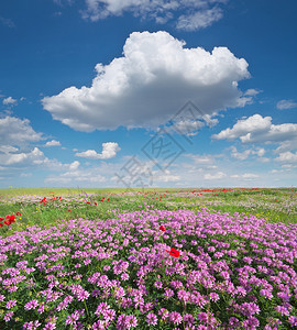 草原上的春花美丽风景图片