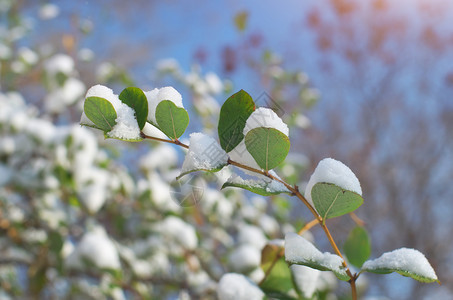 雪中的树枝和叶子自然成分图片