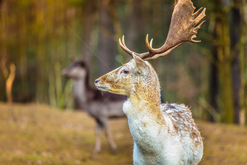 雄鹿太阳大战在即字母哥与布克的MVP级较量成焦点