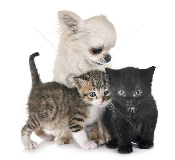 白种背景面前的黑小猫和吉娃图片