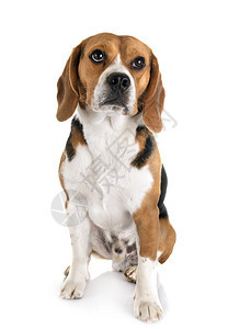白色背景面前的年轻beagle图片
