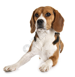 白色背景面前的年轻beagle图片