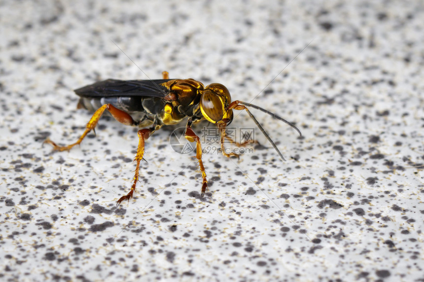 地上黄蜂的图像昆虫动物