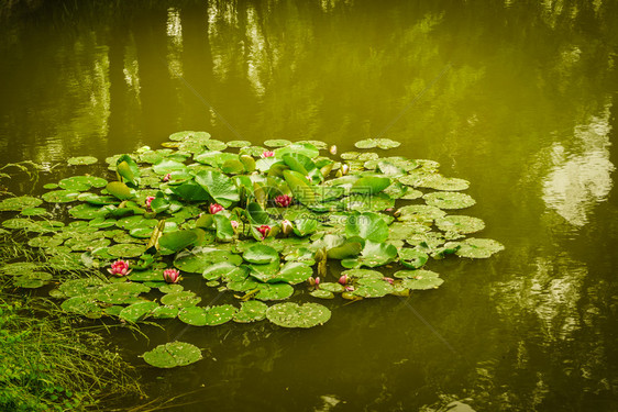 水生植物概念湖或河水百合物上有许多大叶子湖或河水百合物上有许多大叶子图片