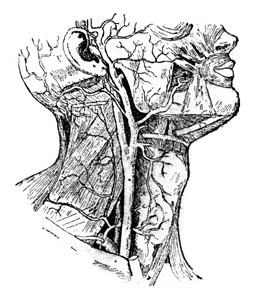 Carotid古代刻画插图单词和事物的字典拉尔夫和弗洛里1895年图片