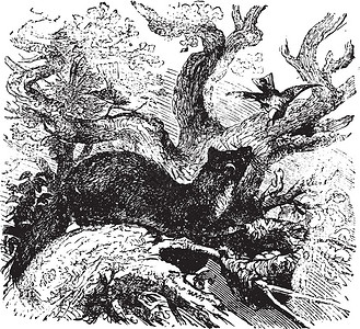 科黄鼠狼老式刻字插图插画