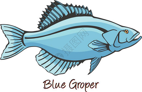 焗石斑鱼插画_焗石斑鱼卡通_焗石斑鱼插图_手绘_板绘_摄图网