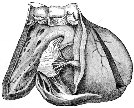 心脏显示内右心室和肺动脉刻有古老的雕插图图片