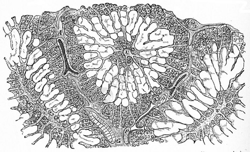 肝脏氨基体渗透古代刻字插图图片