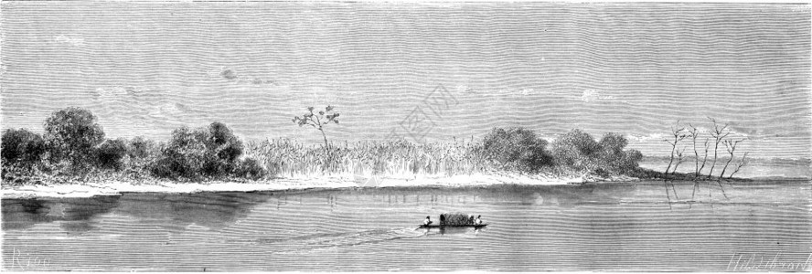 乌卡亚利的植被古代刻画图环球旅游行杂志1865年图片