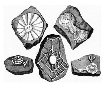 贝林格的假宝石古代刻画的图解190年从宇宙和人类中图片
