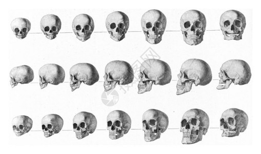 人类头骨从童年到老的转变古雕刻图解190年从宇宙和人类图片