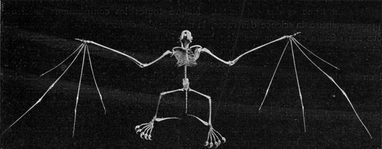 人体骨架骨骼侧面蝙蝠骨骼古老的雕刻插图190年从宇宙和人类那里背景