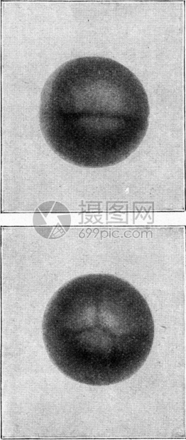 开始分离肥沃青蛙蛋的步骤古老刻画图从宇宙和人类190年图片