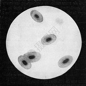 青蛙的血细胞陈年雕刻图解190年从宇宙和人类图片