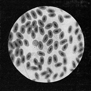 鸽子血细胞古代雕刻的插图190年从宇宙和人类那里得到的图片