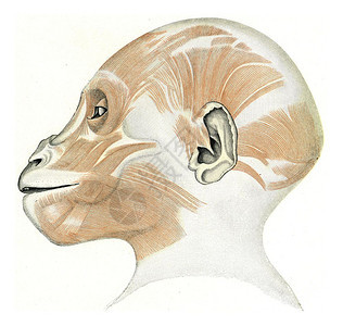 年轻的大猩头部和颈表面肌肉刻有古老的图解190年从宇宙和人类那里图片