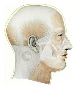 190年从宇宙和人中欧洲古老刻画的图例头部和颈表面肌肉图片