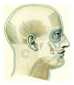 190年从宇宙和人中欧洲古老刻画的图例头部和颈表面肌肉图片