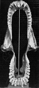 鲨鱼的上下巴刻着古老的插图来自宇宙和人类190年图片