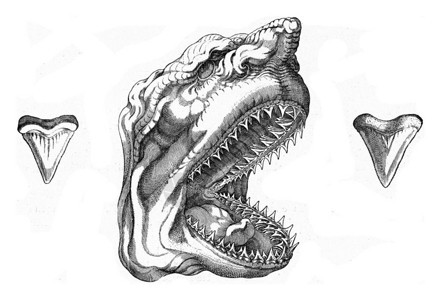旧版鲨鱼和的复制头部古老的雕刻插图来自宇宙和人类190年图片