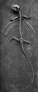 飞行蜥蜴的骨骼刻着古老的插图190年从宇宙和人类那里图片