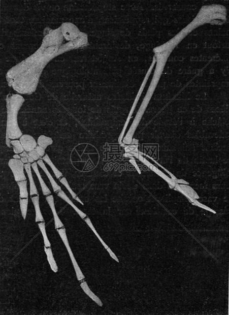 一只海龟和鸟的手臂骨骼显示鸟的回归古老刻画图解190年从宇宙和人类那里图片