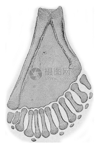 190年宇宙与人类的古代雕刻插图图片