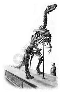 伯尼萨尔的Iguanodon的一小块骨骼刻着古老的插图190年宇宙与人类图片