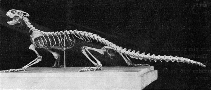 现代蜥蜴的骨骼古代雕刻的插图190年从宇宙和人类那里得到的图片