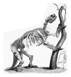 一个巨大的懒惰史前时代骨骼与现懒惰老式刻字插图的骨架相比190年从宇宙和人类中图片