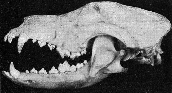 狗头骨质骼刻着古老的插图190年从宇宙和人类图片