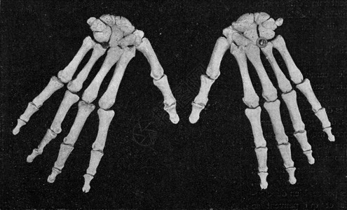 从外表看到的人类手骨骼古老刻画图解190年从宇宙和人类图片