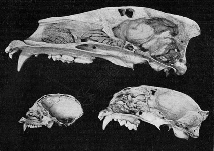 右半熊头骨哭泣的猴子和美洲狮古老的刻画190年从宇宙和人类图片