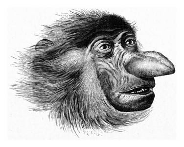 猴子的头有鼻古老的雕刻图解190年从宇宙和人类那里得到的图片