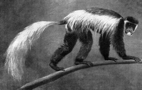 银色的丝质猴子古老的雕刻插图190年从宇宙和人类那里图片