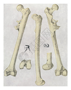 Pithecuhumanus勃起的骨骼和牙齿雕刻的老式插图从宇宙和人类190年图片