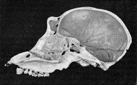 一个年轻大猩的半个头骨切开刻着古老的插图190年从宇宙和人类那里图片