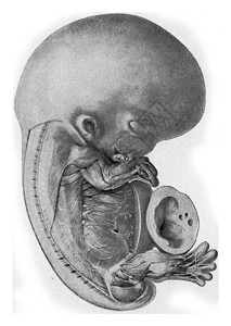 人类胚胎古代雕刻的插图190年从宇宙和人类那里图片