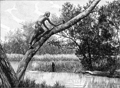 澳大利亚人沿着一棵树攀爬刻着古老的图案190年从宇宙和人类那里图片