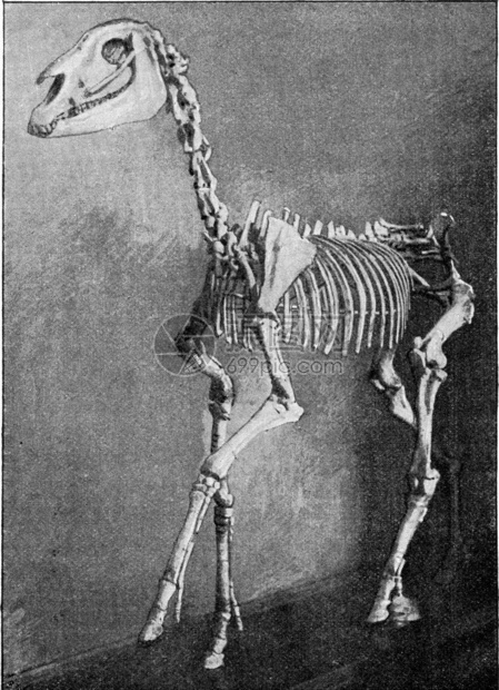 希帕里翁的骨骼来自法国的密西比古代雕刻的插图190年来自宇宙和人类图片