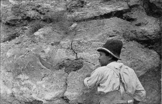 埋在Taubach附近的Ehringsdorf的石灰岩土上Fossil野牛头骨由190年宇宙与人类所雕刻的古老插图图片