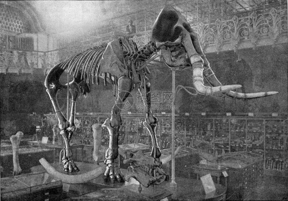 ElephasmeridionalisNesti的骨骼刻有古典的插图190年来自宇宙和人类图片