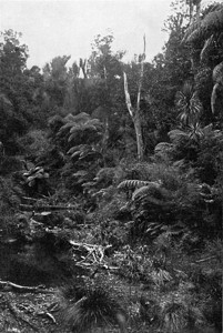 新西兰维尔京森林190年宇宙与人类图片