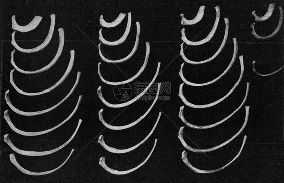 一个欧洲人澳大利亚人一个非洲和菲律宾矮人从190年宇宙与人类中绘制的老式刻字图图片