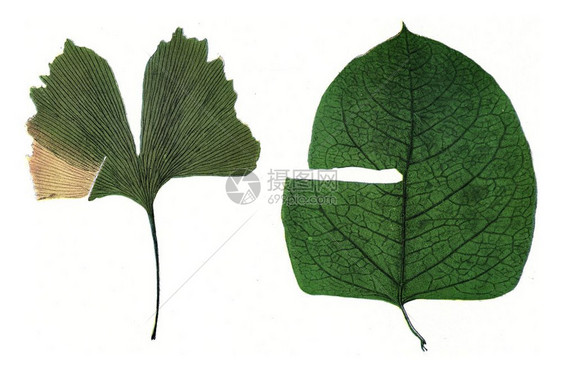 树叶有不同的血管在生长期间标记古老的雕刻图片